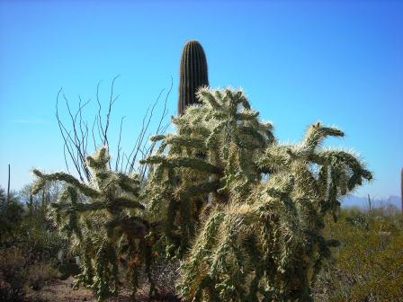 Cactus - Saguaro Park